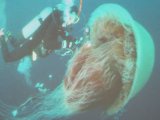 Phuket Jellyfish: Warning Cover 'Makes No Sense'