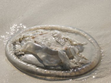 Most jellyfish are, like this one in a 2009 infestation, not likely to cause harm